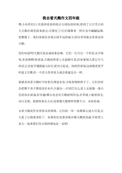 我去看天鹅作文四年级