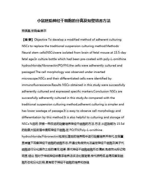 小鼠胚胎神经干细胞的分离及贴壁培养方法