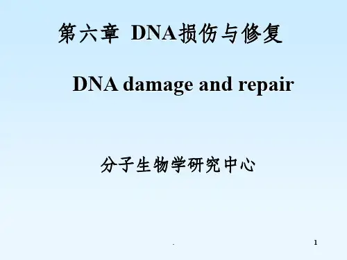 DNA损伤与修复