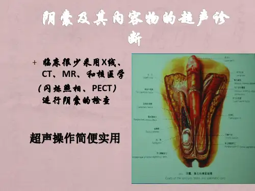 阴囊及其内容物的超声诊断
