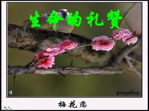 鸟啼(高一)课件