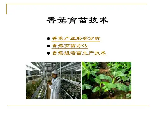 香蕉育苗技术