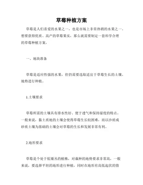 草莓种植方案