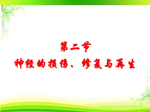 神经损伤和神经营养物质  ppt课件