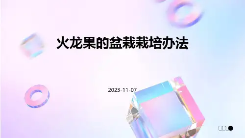 火龙果的盆栽栽培办法
