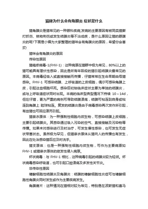 猫咪为什么会有角膜炎症状是什么