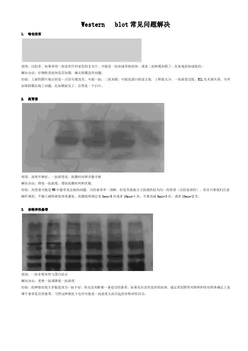 Western   blot常见14个问题解决