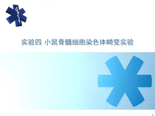 小鼠骨髓细胞染色体畸变实验ppt课件