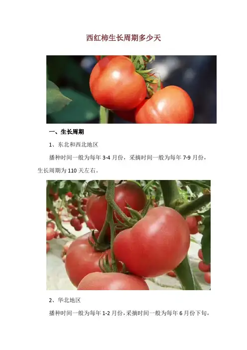 西红柿生长周期多少天