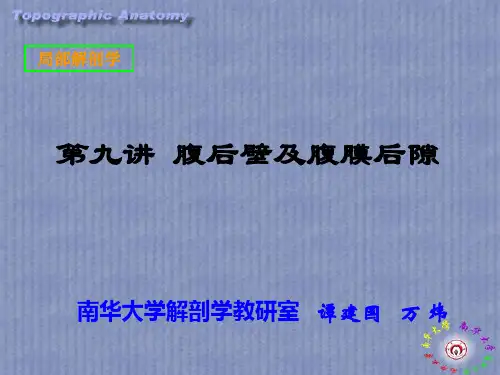 腹后壁与腹膜后隙课件