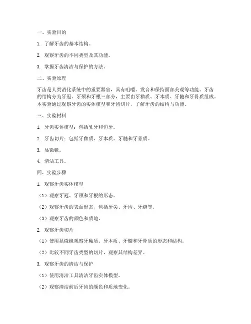 观察牙齿的实验报告
