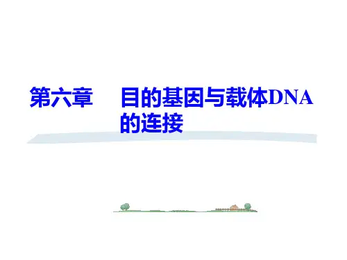 第六章 目的基因与载体DNA的连接th