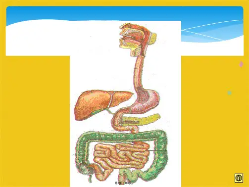 食物的消化(共5张PPT)