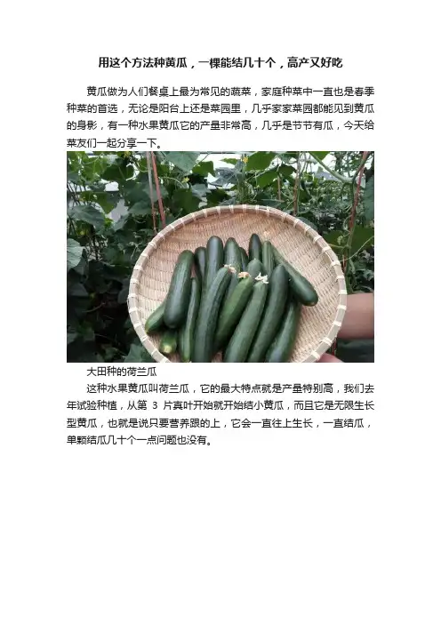 用这个方法种黄瓜，一棵能结几十个，高产又好吃