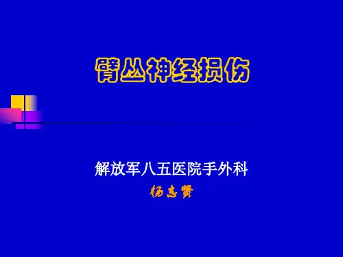 臂丛神经损伤-杨