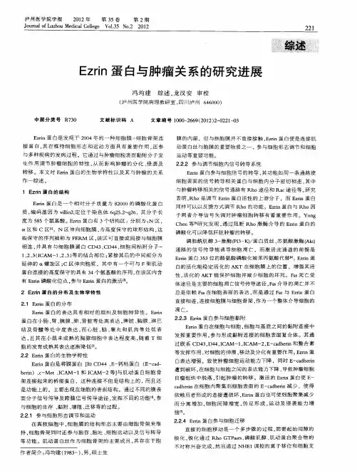 Ezrin蛋白与肿瘤关系的研究进展