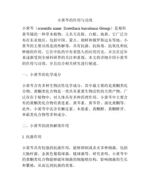 小黄芩的作用与功效