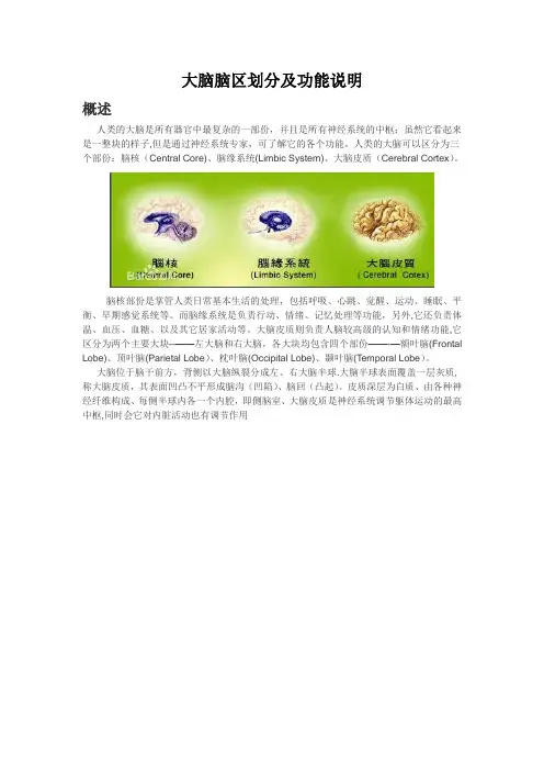 各脑区划分及功能-大脑对应的功能区