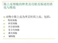 肠上皮细胞