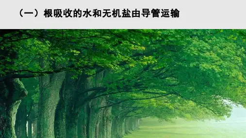 导管筛管PPT课件