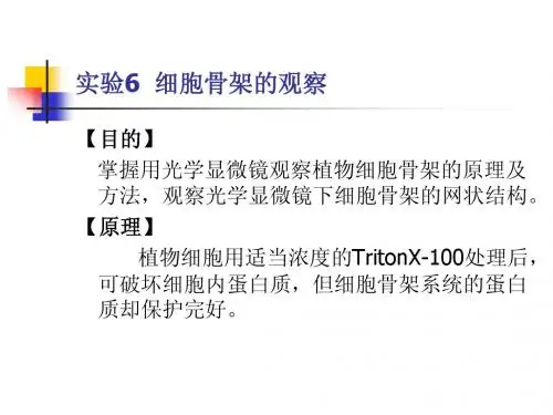 细胞骨架的观察