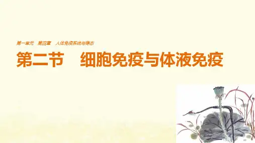 _高中生物第四章人体免疫系统与稳态第二节细胞免疫与体液免疫课件中图版必修31064