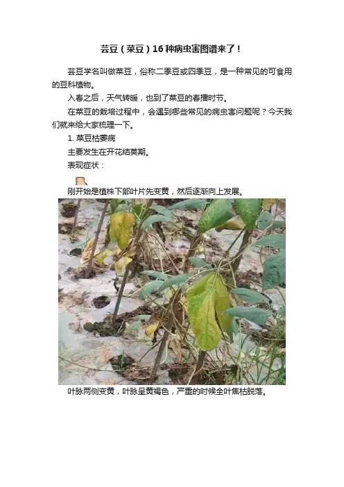 芸豆（菜豆）16种病虫害图谱来了！