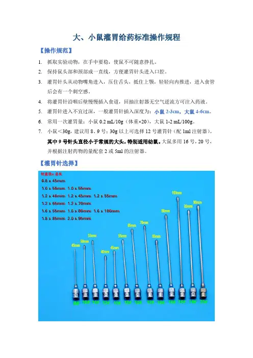 大小鼠灌胃