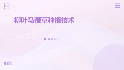 柳叶马鞭草种植技术