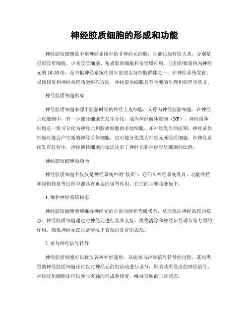 神经胶质细胞的形成和功能