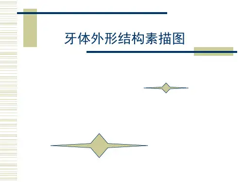 前牙