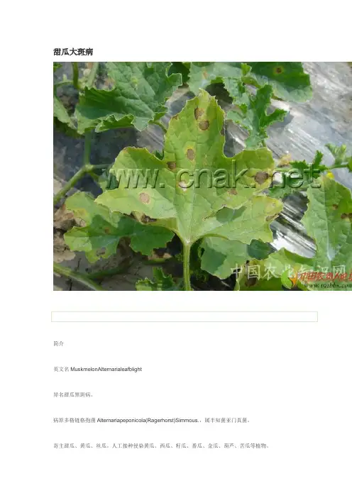 【甜瓜病害大全】高清详解