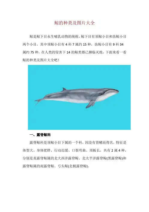 鲸的种类及图片大全