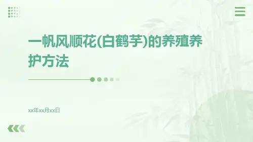 一帆风顺花(白鹤芋)的养殖养护方法
