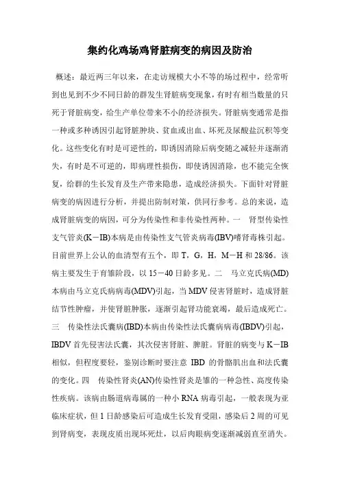 集约化鸡场鸡肾脏病变的病因及防治.doc