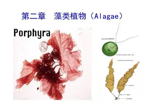 观赏动植物学_藻类植物解答