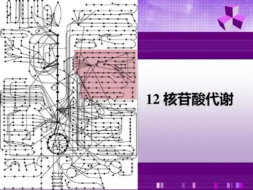 12核苷酸代谢