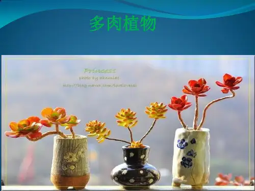 多肉植物简介ppt课件