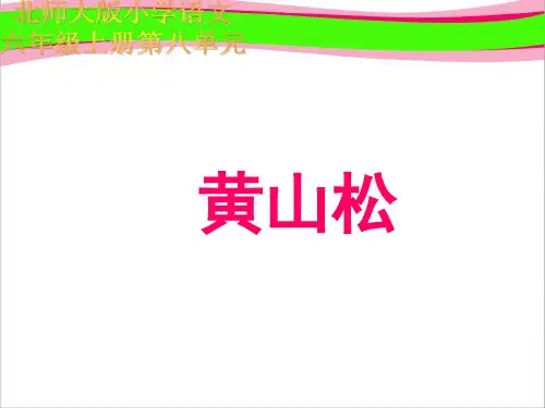 《黄山松》PPT课件  省一等奖课件