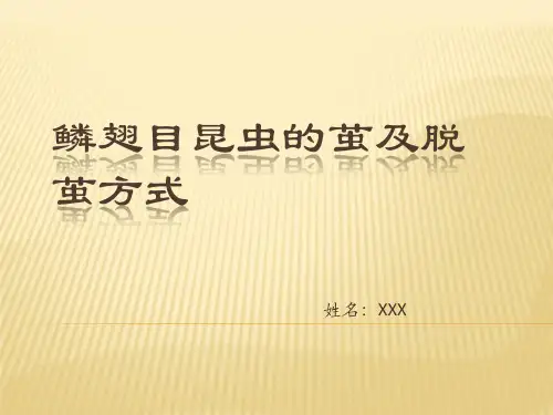 鳞翅目昆虫