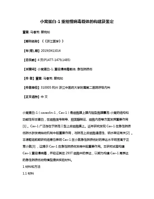 小窝蛋白-1重组慢病毒载体的构建及鉴定