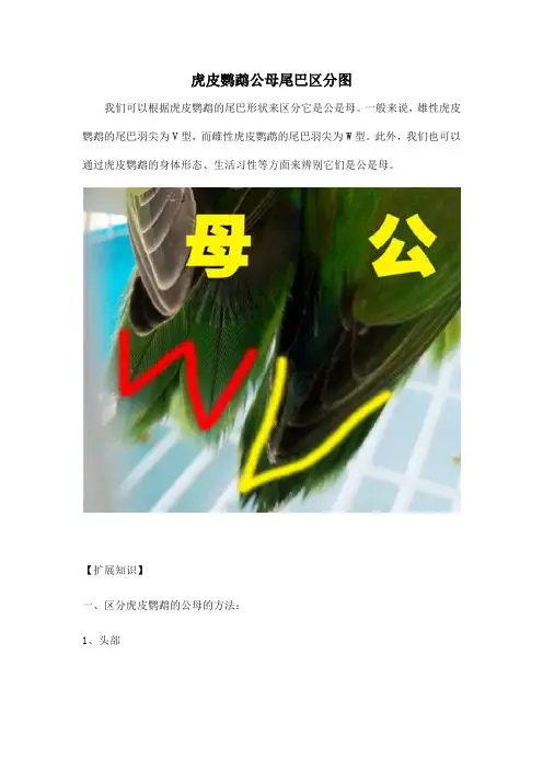 虎皮鹦鹉公母尾巴区分图