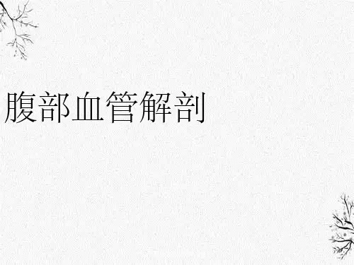 腹部血管解剖静脉动脉