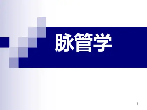 PPTX脉管系总论、心脏2024级