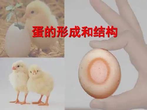 蛋的形成及结构ppt课件