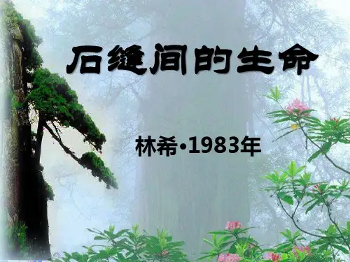 石缝间的生命2