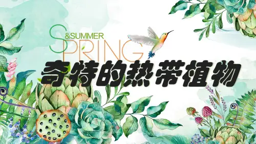 三年级上册美术课件-5.14 奇特的热带植物丨岭南版 (共16张PPT)