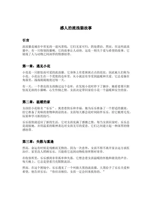 感人的流浪猫故事