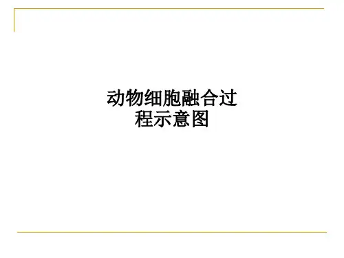 动物细胞融合过程示意图ppt课件