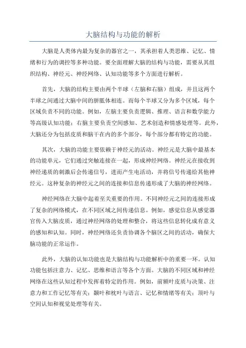大脑结构与功能的解析